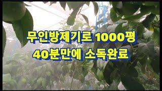 홈런농장 오장훈 무인방제소독하기 1000평 하우스 40분 방제완료 #무인방제기 #파워레인 #감귤