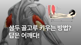 삼두 골고루 키우는 방법? 답은 어깨다!