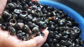 How To Cook And Eat Fresh Periwinkles (Sea Snails) | Khmer Eat Fresh Kjao In Lowell Massachusetts