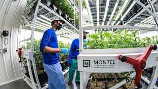 How did Montel's mobile vertical grow rack system help Harbor Farmz maximize their facility?