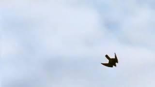 Peregrine Falcon (Falco peregrinus) - A Dive Fighter!!! The FASTEST Animal On The Planet.