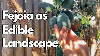 How to Grow Feijoa (Pineapple Guava) as Edible Landscape + Taste Test!