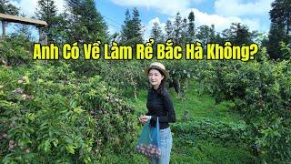 Going Plum Picking, Unexpectedly Invited by a Pretty Girl to Be Her Son-in-law in Bac Ha