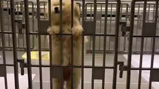 【10초도둑】아무도 내 탈출을 막을 수 없당! 귀여운 푸들 초이의 쇼생크탈출 따라잡기 Funny Puppies And Cute Puppy