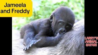 Baby Gorilla - Jameela (#39) and Freddy Eating at Cleveland Metroparks Zoo