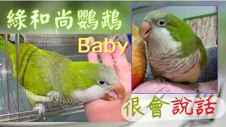 很會說話的綠和尚鸚鵡Baby