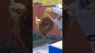 Природа, улей и пчелки #nature #bees #beehive