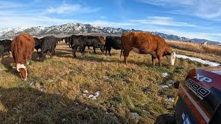 Doing The Cattle Shuffle