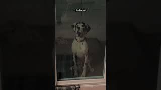 Is My Puppy Is A Skinwalker ??  w OnlyJayus - #Shorts