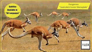 Kangaroos: “Australia’s Iconic Marsupials"