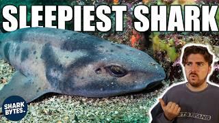 The Sleepiest Shark Ever Found