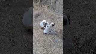 Cute Stray pups in early morning of winters | Mountain Village | Nature Buddies #animals #shorts #uk