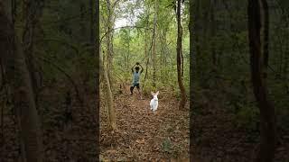 open rabbitcaching funny my village jangal #vfx #shortvideo #wildlife #viralvideo #trending #rabbit