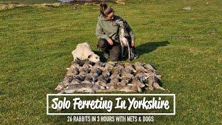 Solo Ferreting In Yorkshire - 26 rabbits In 3hrs with nets & Dogs