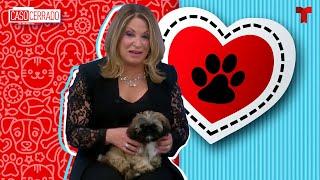 Caso Cerrado Special: Pets love | Telemundo English