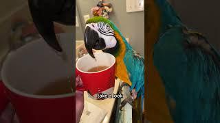 Never Drink Coca-Cola In Front Of Your Parrot  #shorts