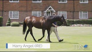 First Yearlings For Harry Angel