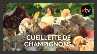 Cueillette de champignons. Toxiques ou comestibles ? Nos 5 conseils pour ne pas se tromper