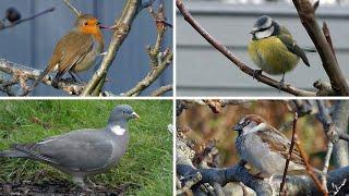 Birds in a UK Garden - January - Robin and Dunnock Singing