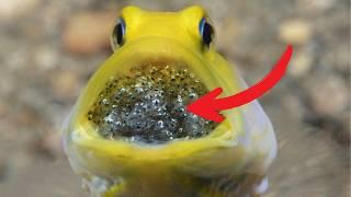 Top 15 Animals with the Most Bizarre Reproduction Methods