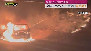 【新東名】高速道路で車がイノシシに衝突し炎上…乗っていた家族は無事逃げ出す（静岡・藤枝市）