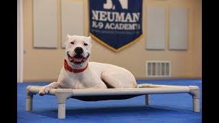 Deedee (Dogo Argentino) Boot Camp Dog Training Video Demonstration