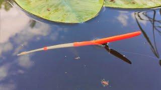 The river is knee-deep WITH FISH!!!! Fishing on a float - crucian carp, carp