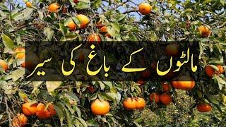 Orange Garden in Multan Pakistan | Pakistani Orange Fruit Farming