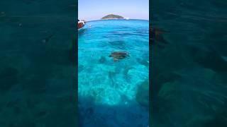 We saw a sea turtle in Similan Island, Thailand #phuket #thailand #phiphiisland #bangkok #pattaya