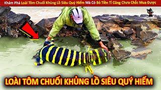 Khám Phá Loài Tôm Chuối Khủng Lồ Siêu Quý Hiếm Mà Có Bỏ Tiền Tỉ Cũng Chưa Chắc Mua Được