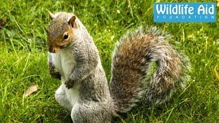 Squirrel terrorizes old lady... Funny Animal Rescue