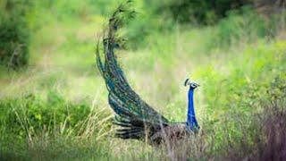 peacock ringtone mor awaaz mor ki ringtone