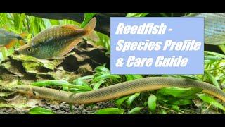 Reedfish (Rope Fish) - Species Profile & Care Guide