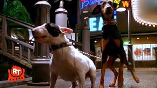 Babe: Pig in the City - Scary Dog Chase!