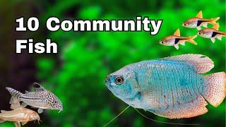 Top 10 BEST Community Aquarium Fish