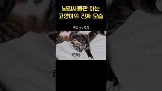 행복한 만큼 더 망가지는 고양이