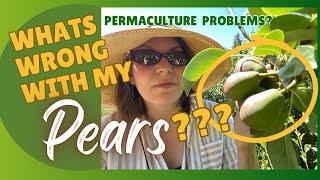 Permaculture isn't Perfection. Issues with my Pears