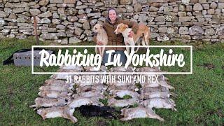 Rabbiting In Yorkshire - 31 rabbits with Suki & Rex