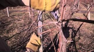 How to Prune Grapevines: Umbrella Trellis