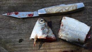 8 best catfish baits - Catch catfish - Blue, flathead and channel catfish