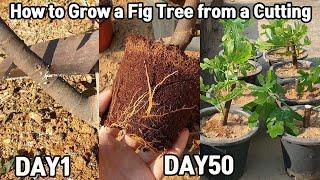 How to Grow a Fig Tree from a Cutting