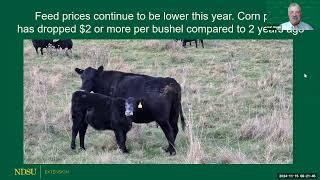 Backgrounding Cattle 2024:  Rations, Feed Cost and Cost of Gain