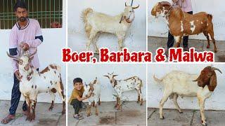 Reasonable price Barbari, Boer and Malwa at Aurangabad Goat Farm