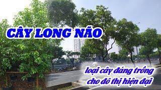 Cây Long Não - Loại Cây Đáng Trồng Cho Đô Thị Hiện Đại