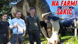 Bikovi na farmi Ivana Šakića
