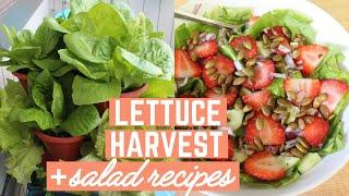 Lettuce Harvest + Easy Salad Recipes | Urban Balcony Garden