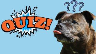 Staffordshire Bull Terrier Quiz 90% of People Will Fail