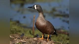 Blue-Winged Teal (Cyanochen cyanoptera) sound , call and pictures @volcanoofbeauty5481