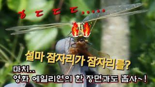 설마 잠자리가 잠자리를? #왕잠자리 #장수잠자리 #dragonfly #동족포식 #insect #eating #cannibalization #cannibalism #사냥