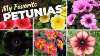 Comparing Petunias Side by Side and New, Exciting Varieties